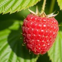 A raspberry is on the plant with leaves photo