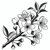 Elegant Hand Drawn Cherry Blossom Branch Outline Illustration Perfect for Spring and Botanical Designs vector