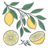 Hand drawn lemon branch with ripe fruits and delicate white blossoms plus fresh sliced citrus fruit botanical illustration vector