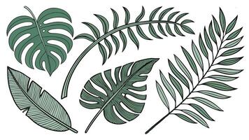 Tropical Leaves Collection Hand Drawn Exotic Green Foliage Assortment Botanical Design Elements Jungle Plant Art Print Natural Background Illustration vector