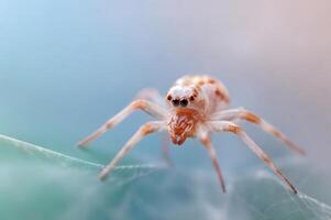 Close-up of a Delicate Pale Spider on a Delicate Web photo