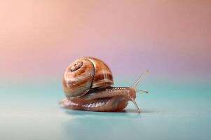 Snail on Pastel Background Slow Motion Macro Shot photo