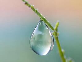 Hanging water droplet on a green stem against a soft pastel background photo