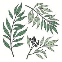 Beautiful hand drawn botanical illustration set of various green leaves and tree branches ideal for nature inspired designs vector