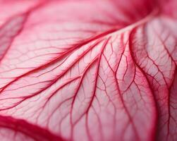 Intricate Vein Structure of a Pink Leaf, Macro Photography, Detailed Texture. photo