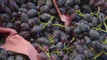 Fresh black grapes harvested in local market video