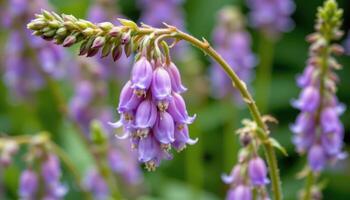 close up view of a hosta flower stalk with slender lavender bells hanging elegantly. photo