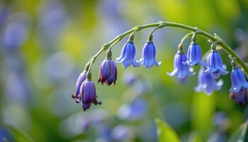 close up view of bluebell flowers cascading in a gentle arch on thin green stems. photo