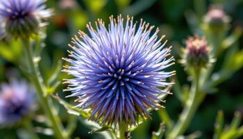 close up view of a globe thistle flower with sharp, spiky bracts in silvery blue hues glowing in sunlight. photo