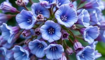 close up view of bellflower blossoms shaped like tiny inverted cups in cool blue tones. photo