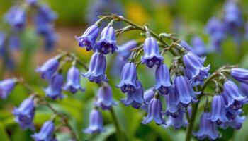close up view of a cluster of bluebells blooming in harmony, their bell shaped flowers gently arching downward. photo