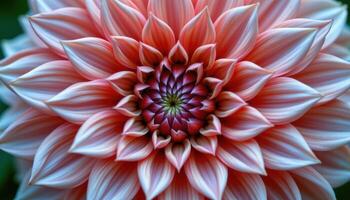 close up view of a dahlia bloom with countless geometric petals arranged in tight concentric circles of coral and pink. photo