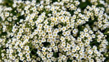 close up view of a cluster of sweet alyssum with small, fragrant white blossoms forming a soft carpet. photo