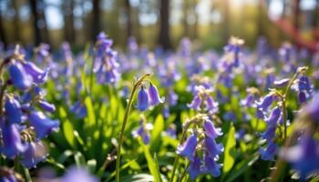 close up view of a field of bluebells focusing on a single delicate bell shaped bloom catching soft forest light. photo