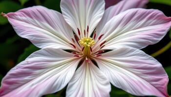 close up view of a clematis blossom with star shaped petals radiating around bold stamens. photo