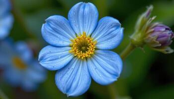 close up view of a forget me not bloom with tiny blue petals and a bright yellow central ring. photo