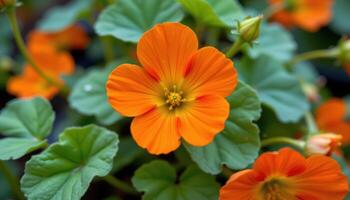 close up view of a trailing nasturtium bloom with deep orange petals and rounded leaves. photo