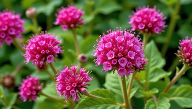 close up view of globe amaranth flowers shaped like round clover heads in brilliant magenta hues. photo