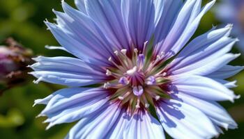 close up view of a chicory flower, open wide with bright blue petals and feathery edges. photo