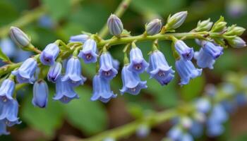 close up view of jacob's ladder flowers blooming in soft blue bells along a leafy green stalk. photo