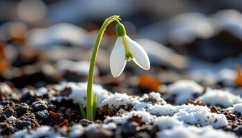 close up view of a snowdrop bloom emerging from the frozen earth, with translucent white petals drooping gracefully. photo