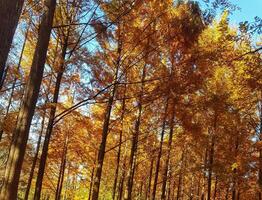 Walking Through Golden Trees in Autumn Forest with Clear Sky photo