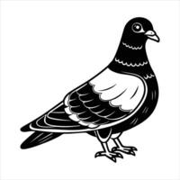 Pigeon With Tilted vector