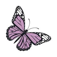 Elegant purple butterfly with black and white wing patterns on a white background vector