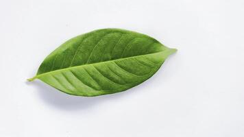 a bay leaf isolated on a white background. Fresh bay leaves. copy space video