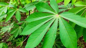 Close up of cassava leaf with natural green color and visible veins. selective focus. Used in tropical agriculture and traditional cooking video