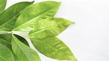 A branch of laurel isolated on white background. Fresh bay leaves. Branch of green laurel leaves. video