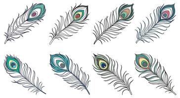 Seamless Pattern of Vibrant Peacock Feathers for janmashtami design vector