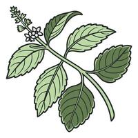 Basil Herb Fresh Leaves on Stem design vector