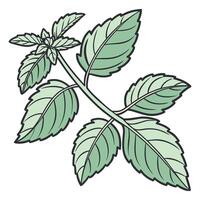 Basil Herb Fresh Leaves on Stem vector