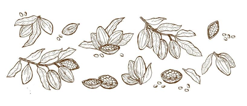 bosquejo colección de cacao frijoles y hojas para diseño proyectos vector