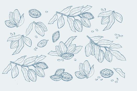 Cocoa bean sketch collection for botanical design and art projects vector