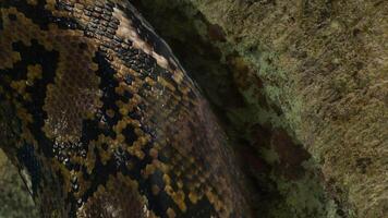 Scales of reticulated python snake crawling in a terrarium - Python reticulatus video