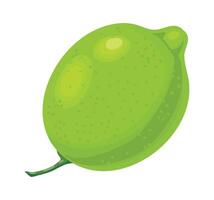 Whole lime fruit with stem showing its texture and vivid green color, isolated on white background, representing freshness, health, and citrus flavor vector