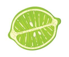 Cross section of a lime displaying vibrant green pulp, textured rind, and tiny seeds, creating a refreshing visual of this juicy citrus fruit bursting with flavor vector
