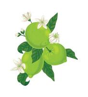 Lime tree branch displaying ripe fruits alongside blooming white flowers, vibrant leaves, and budding growth, illustrating the natural development of this refreshing citrus fruit vector