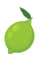 Vibrant green lime with attached leaf, showcasing freshness and health, perfect for food and beverage illustrations, against a clean white background vector