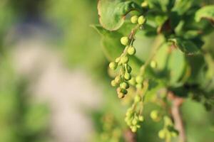 Vibrant Green Berries Hanging Stylishly on a Beautiful Vine Surrounded by Gorgeous Natural Light photo