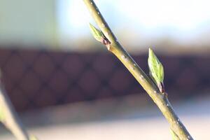 Witness the New Growth on Branches during the Beautiful Early Spring Season Ahead photo