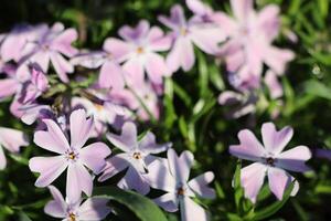 A Stunning Display of Vibrant Pink Wildflowers in Full Bloom is a Sight to Behold photo