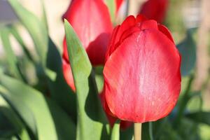 A Collection of Vibrant Red Tulips in Full Bloom Set Against a Soft and Gentle Background photo