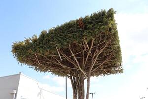 This is a oneofakind Topiary Tree that features a distinctively shaped Square Canopy photo