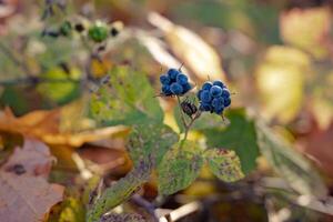 Blue berries of wild forest blackberries against a blurred background of leaves fallen in the autumn forest on a sunny day photo