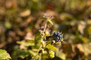 Blue berries of wild forest blackberries against a blurred background of leaves fallen in the autumn forest on a sunny day, photo