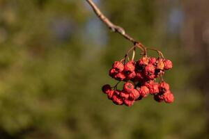 Close-up cluster of red mountain ash against blurred forest background, late autumn photo