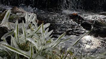Grass covered with ice growing the shore of the reservoir on a cloudy autumn day. photo